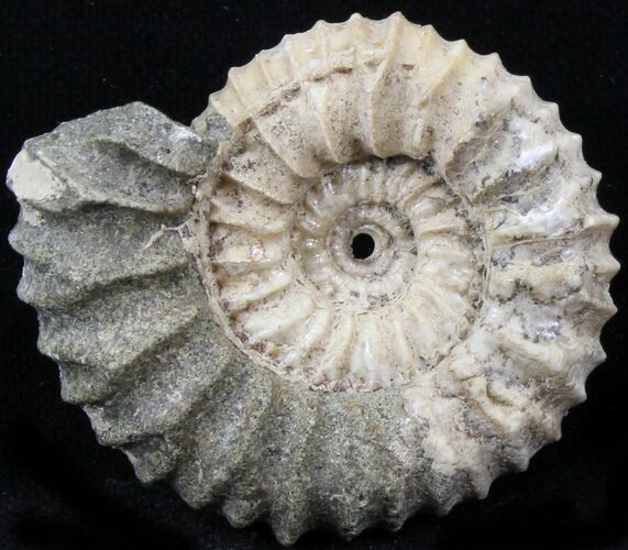 Pavlovia Ammonite Fossil - Siberia #29705